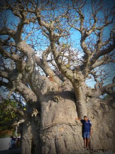 baobab Tree at Mannar 
