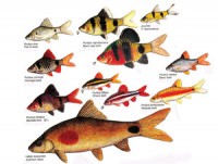 Fresh Water Fishes of Sri Lanka | AmazingLanka.com