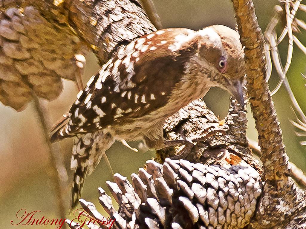 Brown Capped Indian Pygmy Woodpecker