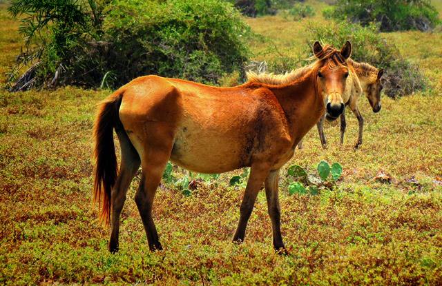 Wild Ponies of Delft Island in Jaffna